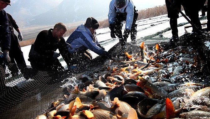 All in the family: Father-son team fishing carp at Utah Lake