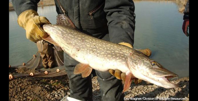 Northern Pike in Utah Lake