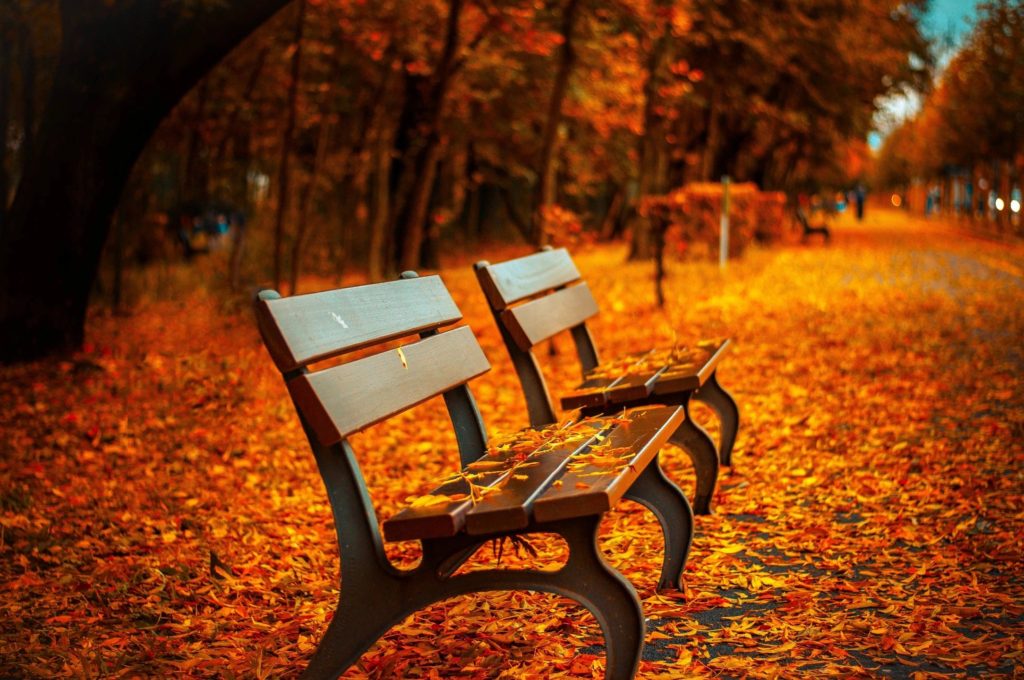 benches with leaves on the ground