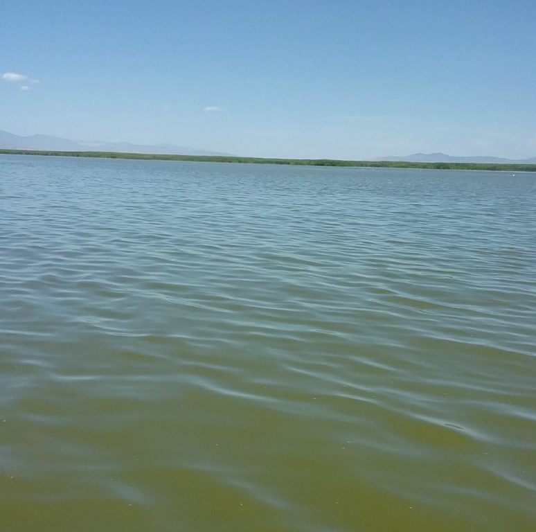 utah lake algae